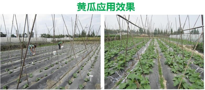 氨基寡糖素 - 植物的免疫衛(wèi)士，根結(jié)線蟲的克星