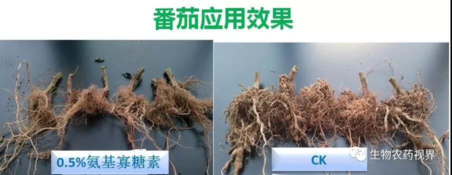 氨基寡糖素 - 植物的免疫衛(wèi)士，根結(jié)線蟲的克星