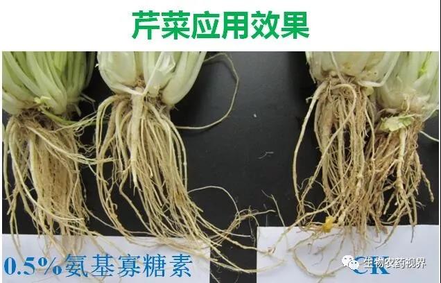 氨基寡糖素 - 植物的免疫衛(wèi)士，根結(jié)線蟲的克星