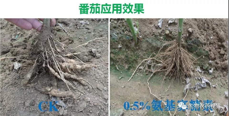 氨基寡糖素 - 植物的免疫衛(wèi)士，根結(jié)線蟲的克星