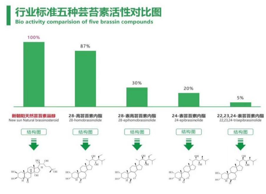 小麥拌種選新朝陽(yáng)天然蕓苔素，讓小麥高產(chǎn)贏在起跑線(xiàn)上！（小麥在什么時(shí)候用蕓苔素效果最佳）