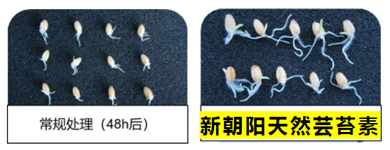 小麥拌種選新朝陽(yáng)天然蕓苔素，讓小麥高產(chǎn)贏在起跑線(xiàn)上！（小麥在什么時(shí)候用蕓苔素效果最佳）