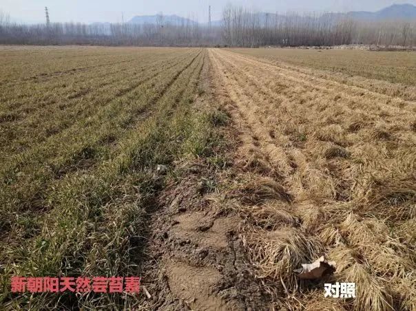 小麥拌種選新朝陽(yáng)天然蕓苔素，讓小麥高產(chǎn)贏在起跑線(xiàn)上?。ㄐ←溤谑裁磿r(shí)候用蕓苔素效果最佳）