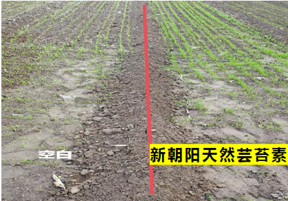 小麥拌種選新朝陽(yáng)天然蕓苔素，讓小麥高產(chǎn)贏在起跑線(xiàn)上?。ㄐ←溤谑裁磿r(shí)候用蕓苔素效果最佳）