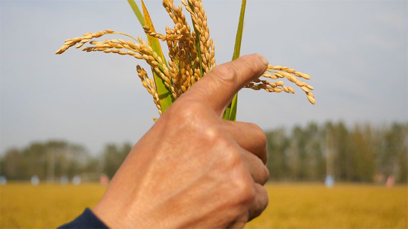 綠色提單產(chǎn)就用冠菌素 開辟糧食抗逆增產(chǎn)新路徑