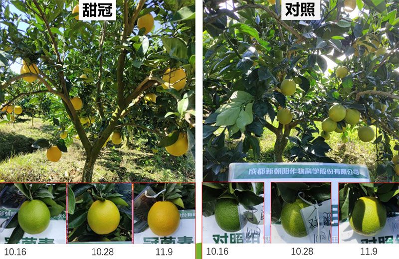 成都新朝陽COR冠菌素入選“2025中國農(nóng)業(yè)重大新產(chǎn)品”